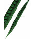 PLUME DE FAISAIN LADY AMHERST 40-45 CMS.