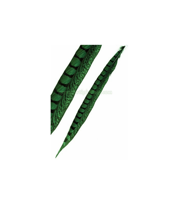 PLUME DE FAISAIN LADY AMHERST 40-45 CMS.