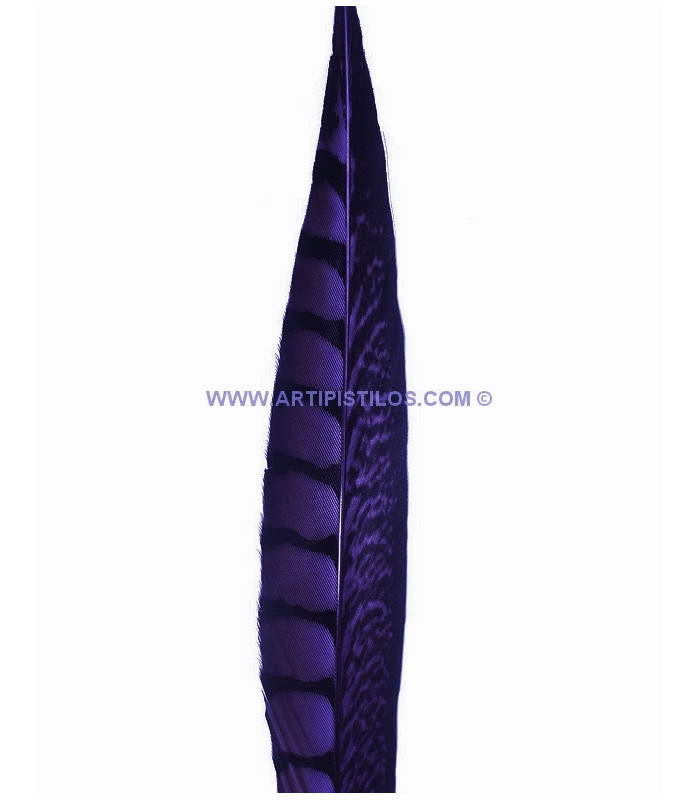 PLUME DE FAISAIN LADY AMHERST 40-45 CMS.