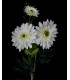 BÂTON DE GERBERA 3 FLEURS