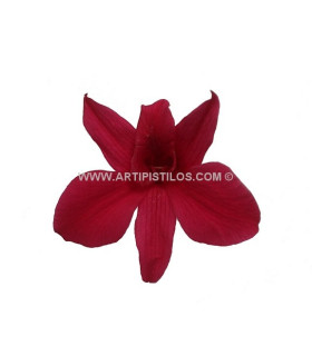 DENDROBIUM 7 X 4 CMS.