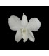 DENDROBIUM 7 X 4 CMS.