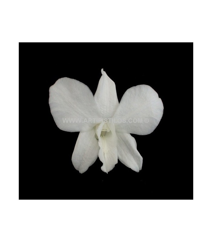 DENDROBIUM 7 X 4 CMS.