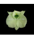 DENDROBIUM 7 X 4 CMS.