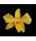 DENDROBIUM 7 X 4 CMS.
