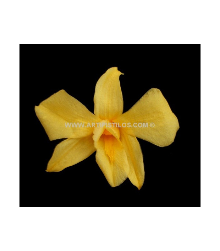 DENDROBIUM 7 X 4 CMS.