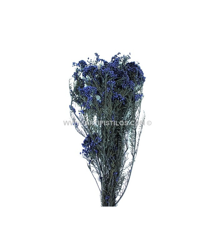 FLEUR PRÉSERVÉE DIOSMI