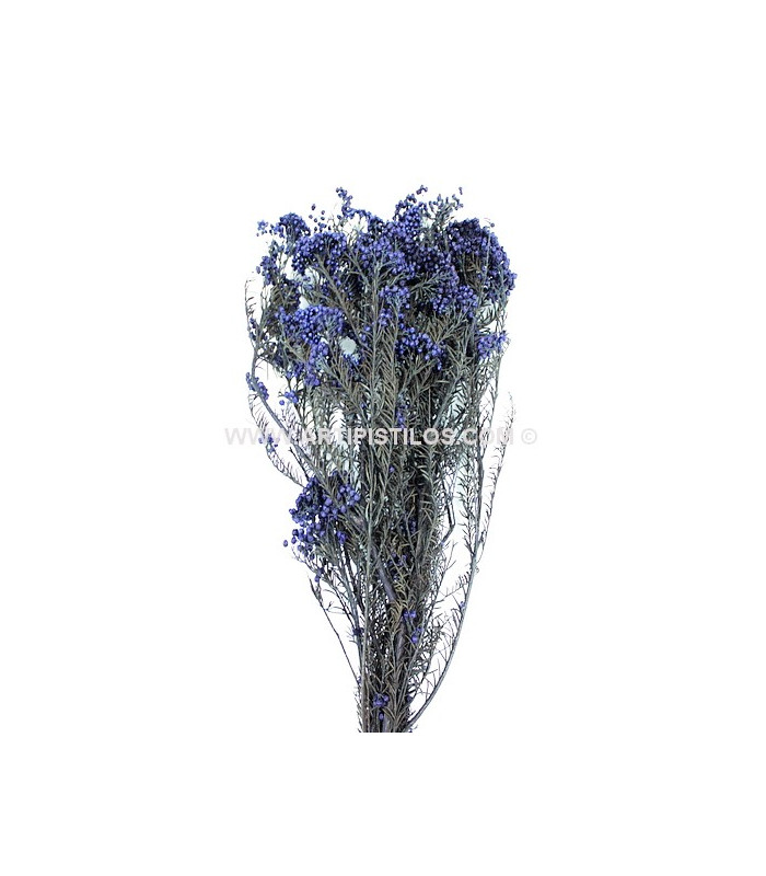 FLEUR PRÉSERVÉE DIOSMI