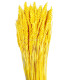 Pic de blé natural
