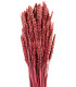 Pic de blé natural