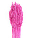 Pic de blé natural