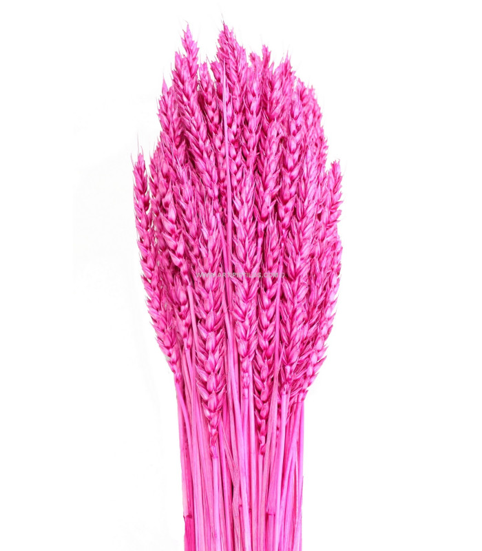 Pic de blé natural
