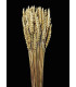 Pic de blé natural