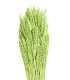 Pic de blé natural