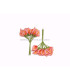 BOUQUET 12 FLEURS DE FOAMY