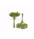 BOUQUET 12 FLEURS DE FOAMY