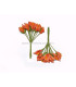 BOUQUET 12 FLEURS DE FOAMY