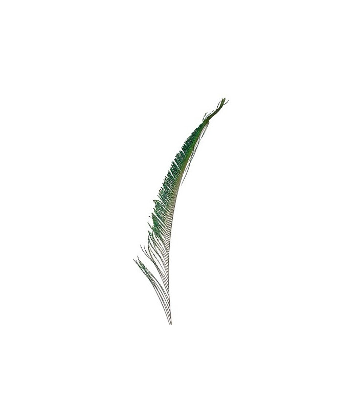 PLUME PAON ÉPÉE 30 CMS.
