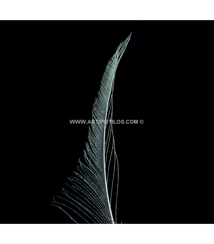 PLUME PAON ÉPÉE 30 CMS.