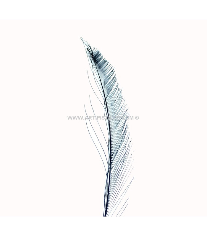 PLUME PAON ÉPÉE 30 CMS.