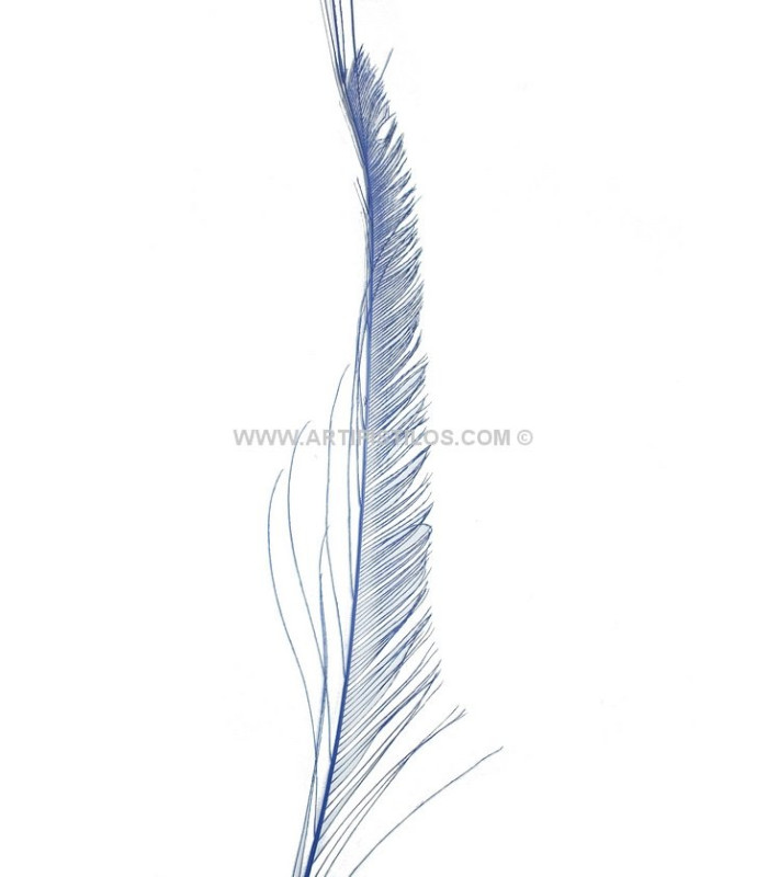 PLUME PAON ÉPÉE 30 CMS.