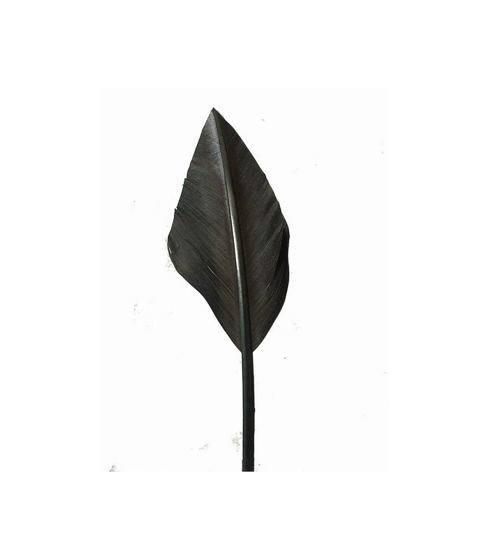 PLUME POINTE DE FLÈCHE 30 CMS.