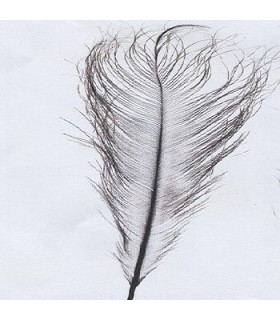 PLUME D´AUTRUCHE BRÛLÉE 30-36 CMS.