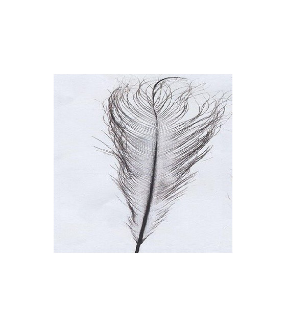 Plume D´autruche Brûlée 30-36 Cms. Noir 30 - 36 Cms. - Plumes D'autruche