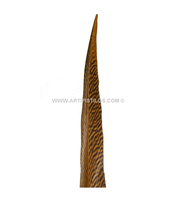 PLUME DE FAISAN DORÉ 50-55 CMS.
