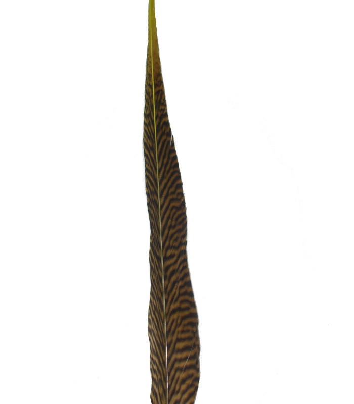PLUME DE FAISAN DORÉ 50-55 CMS.