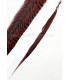 PLUME DE FAISAN DORÉ 50-55 CMS.