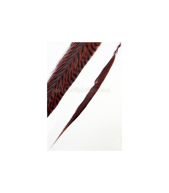 PLUME DE FAISAN DORÉ 50-55 CMS.