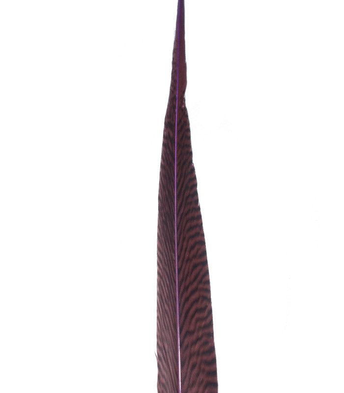 PLUME DE FAISAN DORÉ 50-55 CMS.