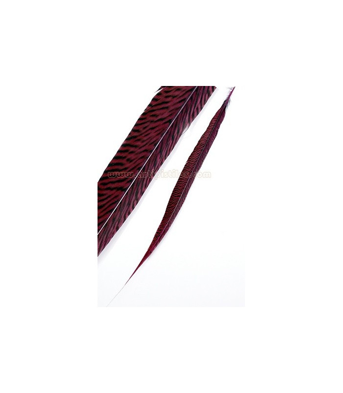 PLUME DE FAISAN DORÉ 50-55 CMS.