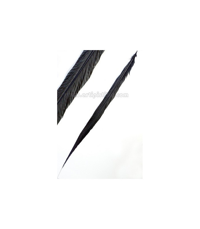 PLUME DE FAISAN DORÉ 50-55 CMS.