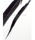 PLUME DE FAISAN DORÉ 50-55 CMS.