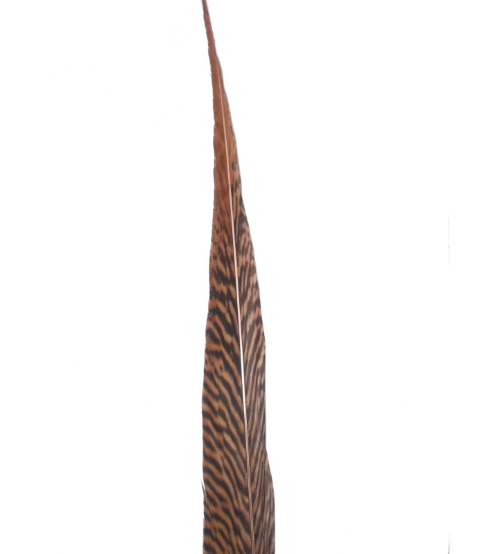 PLUME DE FAISAN DORÉ 50-55 CMS.