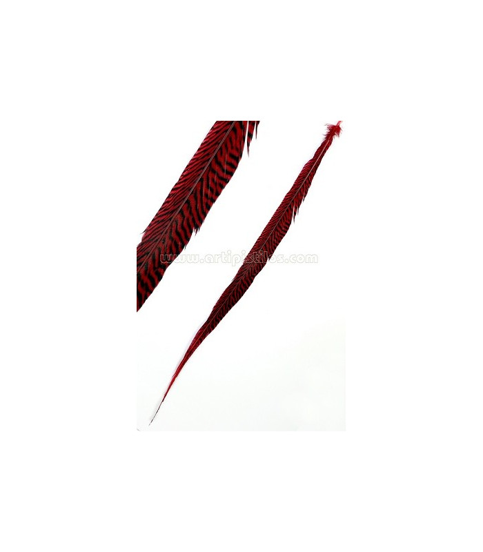 PLUME DE FAISAN DORÉ 50-55 CMS.