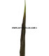 PLUME DE FAISAN DORÉ 50-55 CMS.