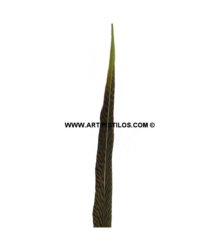 PLUME DE FAISAN DORÉ 50-55 CMS.