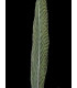 PLUME DE FAISAN DORÉ 50-55 CMS.