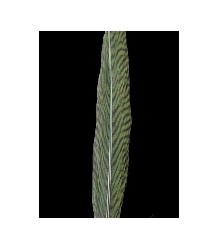 PLUME DE FAISAN DORÉ 50-55 CMS.