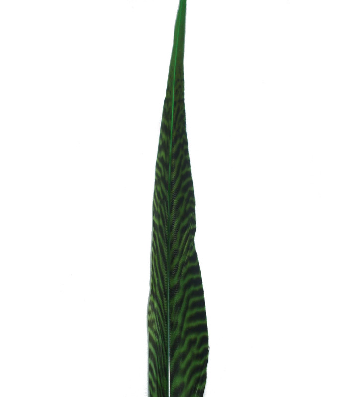 PLUME DE FAISAN DORÉ 50-55 CMS.