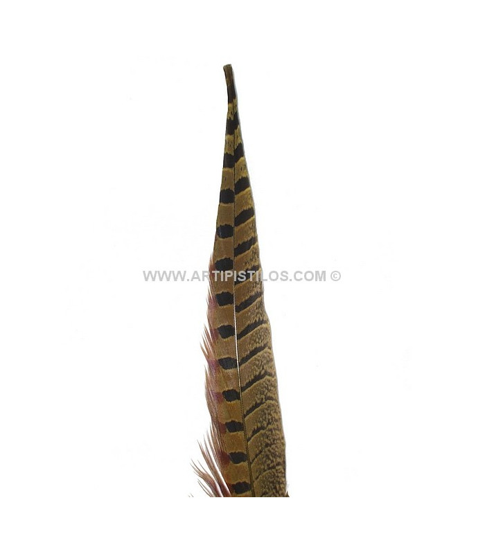 PLUME DE FAISAN 36 - 41 CMS.