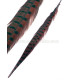 PLUME DE FAISAN 36 - 41 CMS.