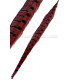 PLUME DE FAISAN 36 - 41 CMS.