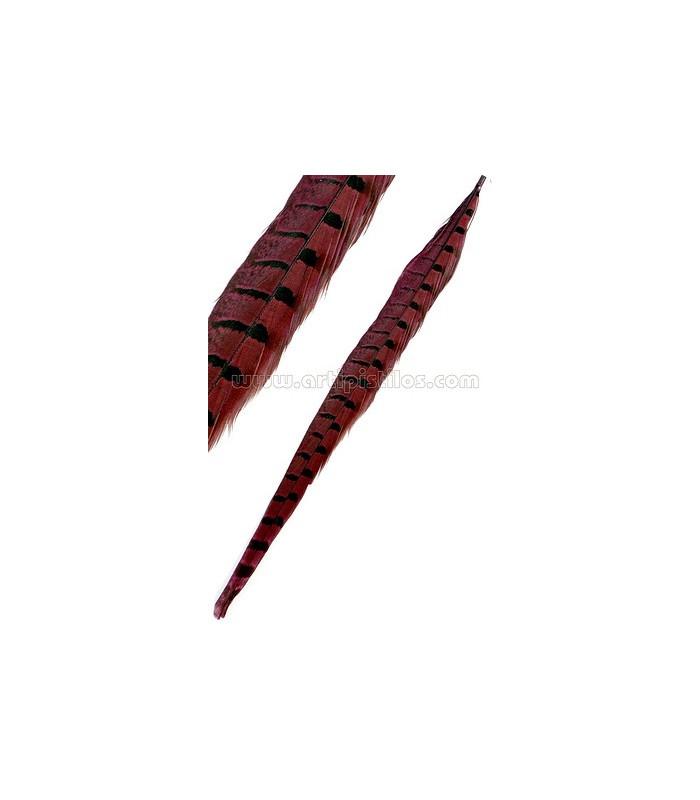 PLUME DE FAISAN 36 - 41 CMS.