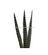 PLUME DE FAISAN 36 - 41 CMS.