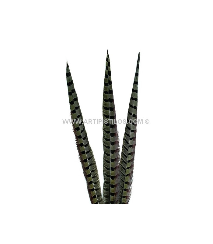 PLUME DE FAISAN 36 - 41 CMS.