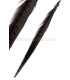 PLUME DE FAISAN 36 - 41 CMS.